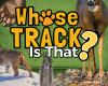 Whose_track_is_that_