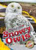Snowy_owls