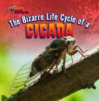 The_bizarre_life_cycle_of_a_cicada