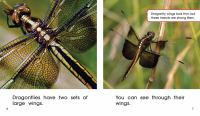 Darting_Dragonflies
