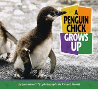 A_Penguin_Chick_Grows_Up