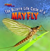 The_bizarre_life_cycle_of_a_mayfly