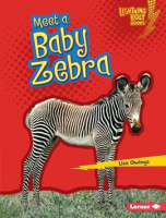 Meet_a_Baby_Zebra