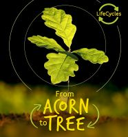 From_acorn_to_tree