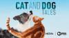 Cat_and_Dog_Tales