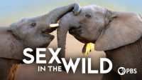 Sex_in_the_Wild